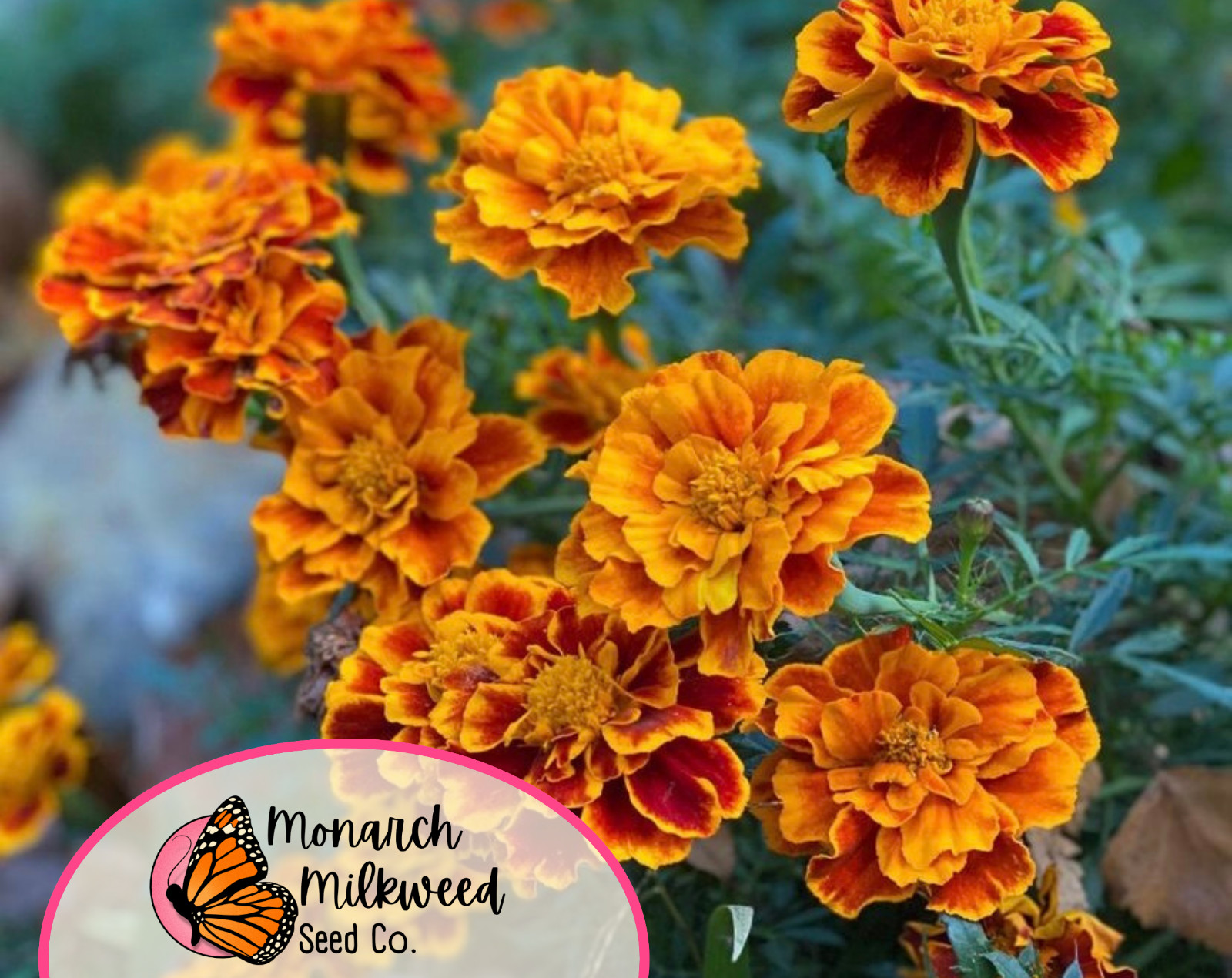 600+ Sparky Marigold Seeds | Heirloom, Non-GMO, Flower Gardening Seeds, USA