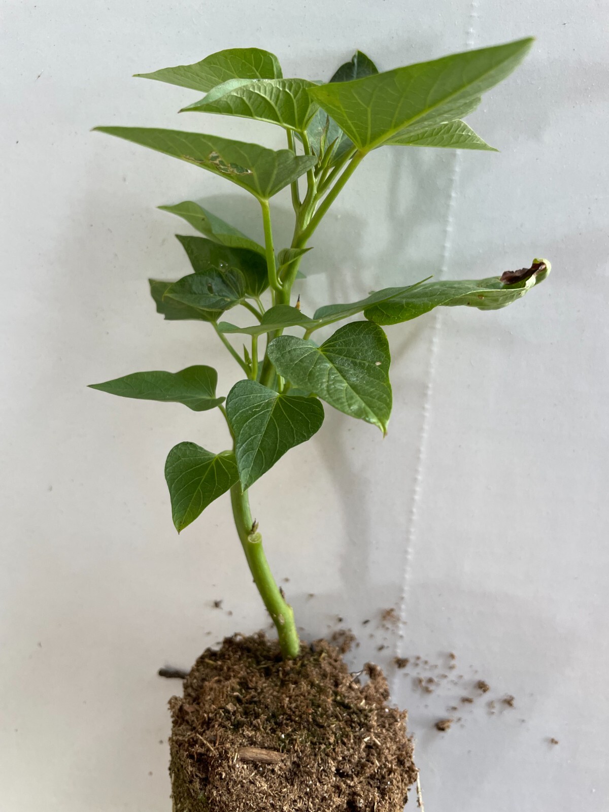 20 Edible Sweet Potato Plant Vine, Beauregard Sweet Potato slip Cuttings