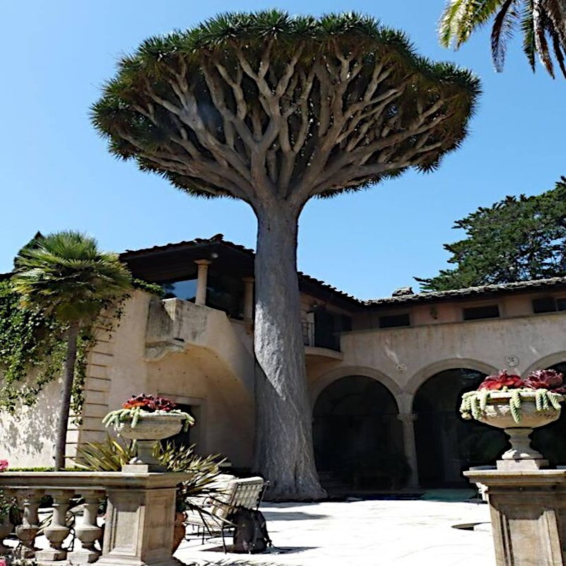 10 Dragon’s Blood Tree Seeds (Dracaena draco) Exotic Canary Island Palm Bonsai