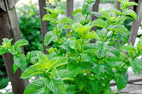 100+ Mojito Mint Seeds, Heirloom Herb Non-GMO, Fragrant Rare! Ships from USA …