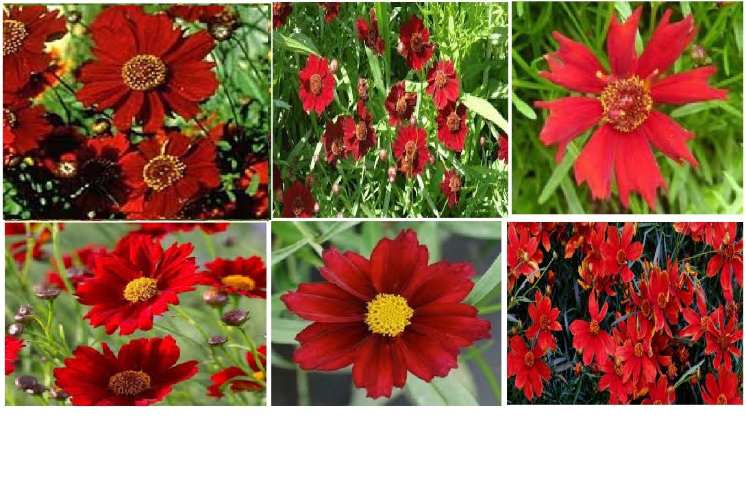 Red Dwarf Coreopsis Tender Perennial or Annual Flower 50 Seeds USA Seller