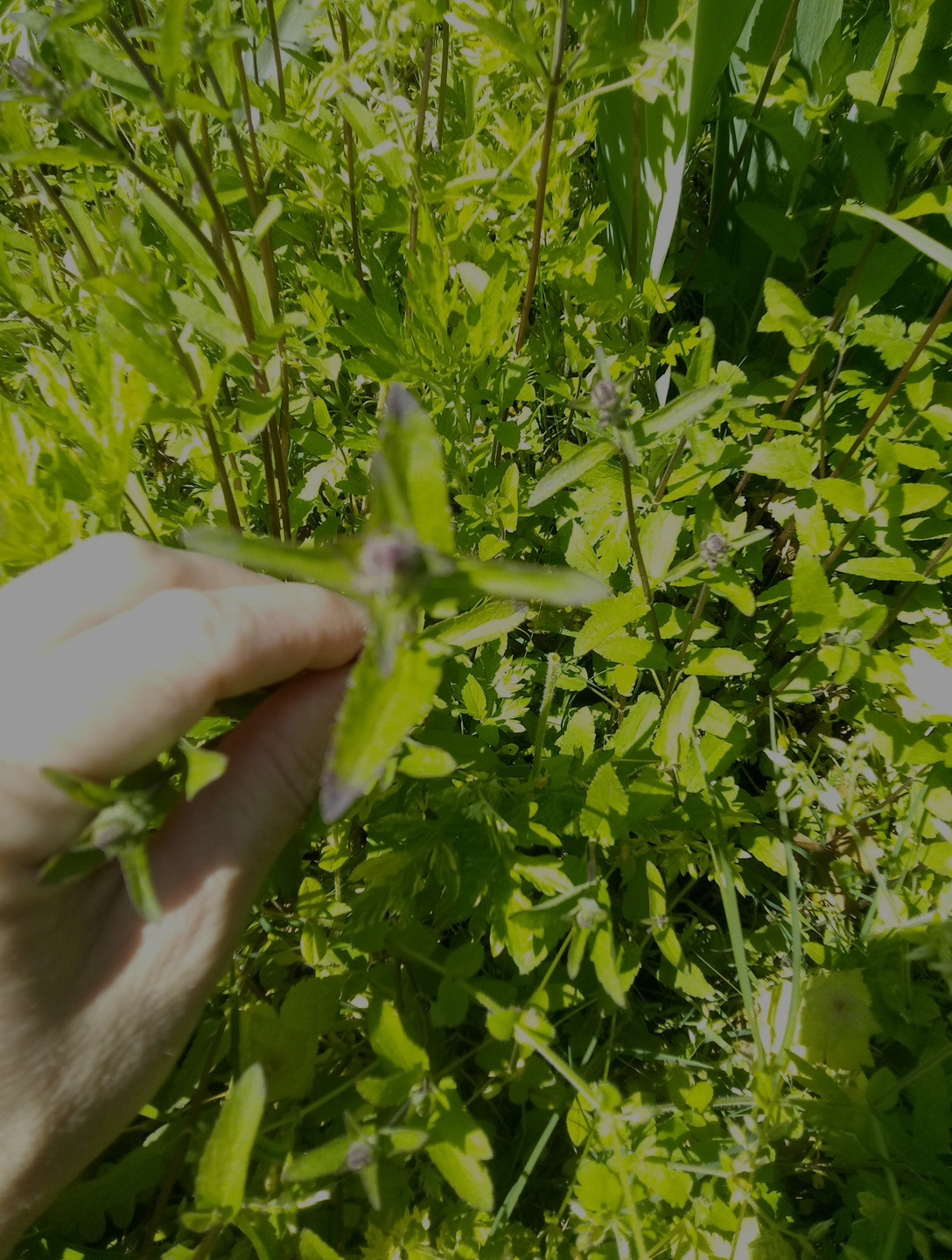 15 Florida Betony (Stachys floridana) Root Tubers- Freshly Dug & Ready To Plant