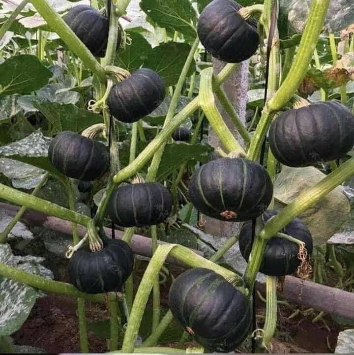 10+ Seeds Bí Đỏ Nhật F1 SHICHI Super High + 20 Seed Kabocha Japanese Pumpkin USA