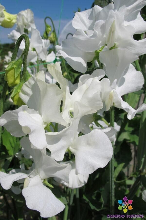 50+ White Supreme Sweet Pea Seeds for Garden Planting – USA – FREE SHIPPING!