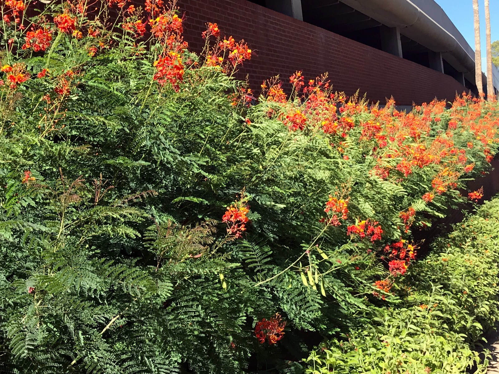 MEXICAN RED BIRD of PARADISE SEEDS (C. Pulcherrima) DWARF POINCIANA Flower Shrub