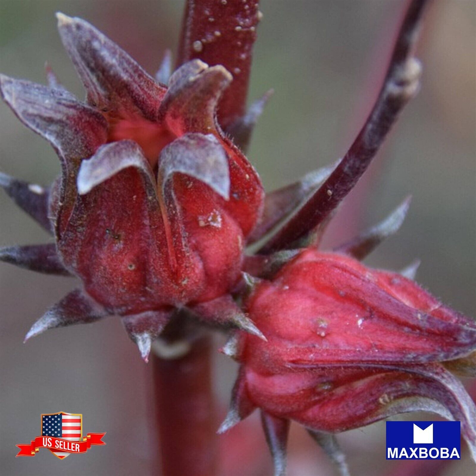 Non-GMO 10+ Asian Sour Leaf (Hibiscus) Roselle Seeds / Heirloom BTGO 75% OFF