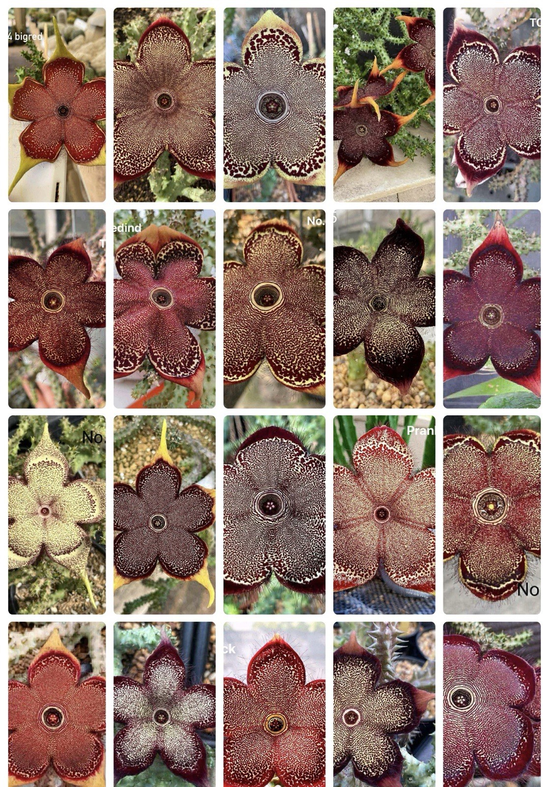 8 Seeds Edithcolea Grandis Persian Carpet Flower Rare Stapeliad Succulents