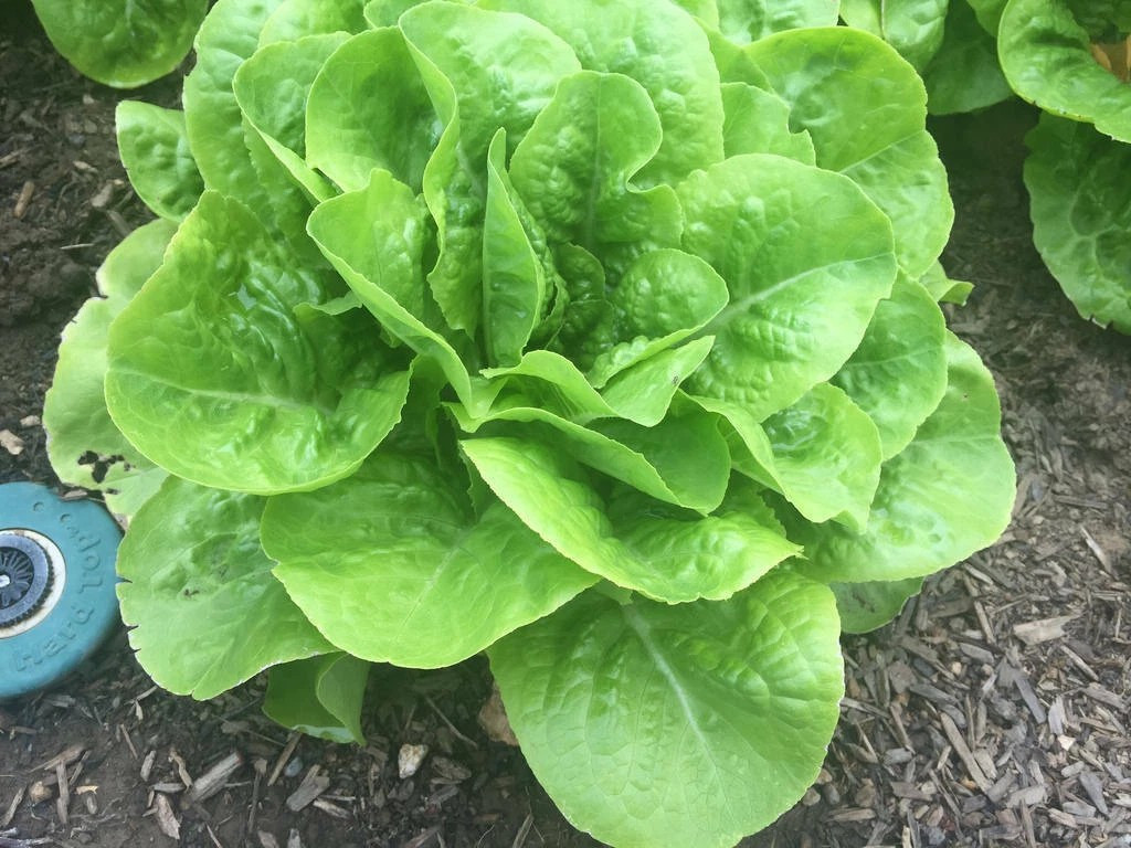 500+ Buttercrunch Butterhead Lettuce Seeds — —- NON GMO — ORGANIC —FRESH