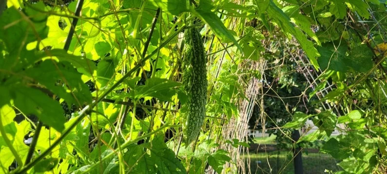 Fresh Harvest Bitter Melon Seeds | Non-GMO Karela