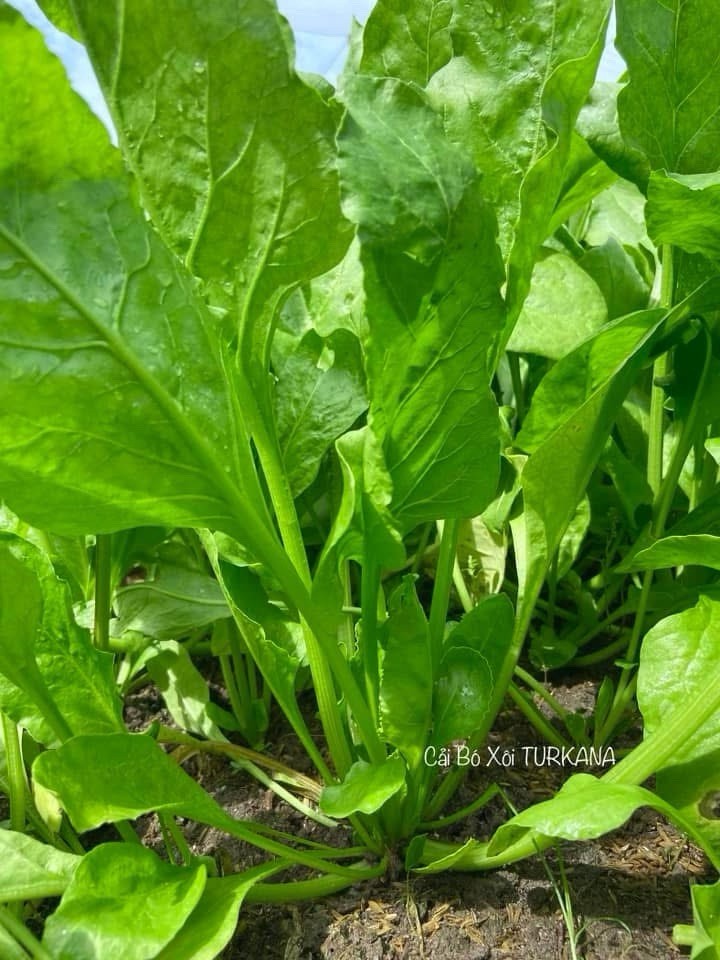 Hat Giong Cai Bo Xoi – Spinach Seeds F1 –US Seller- Fast Shipping-Fast Growing