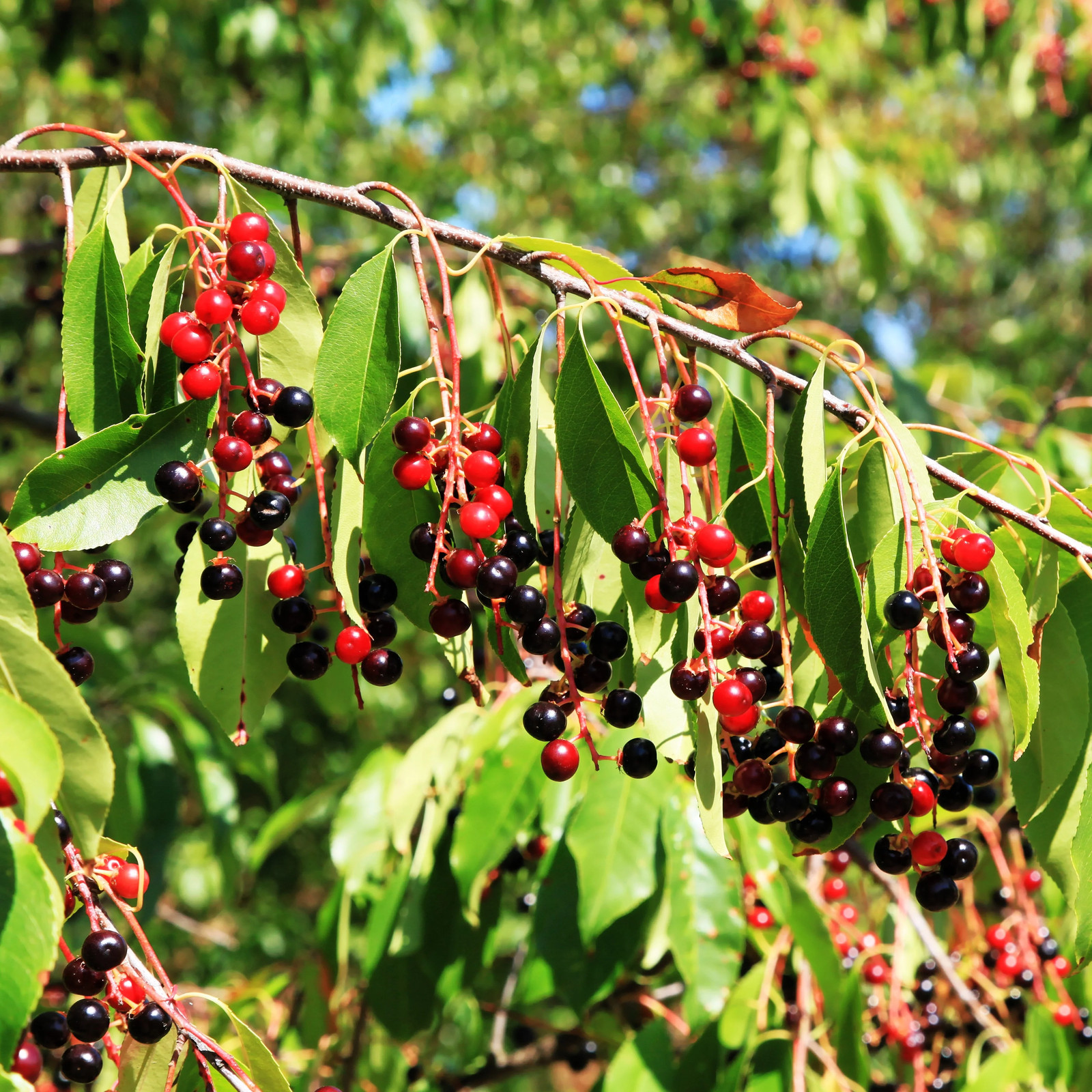Black Cherry Tree Seeds – For 2026 Planting Prunus Serotina White Flower Blooms