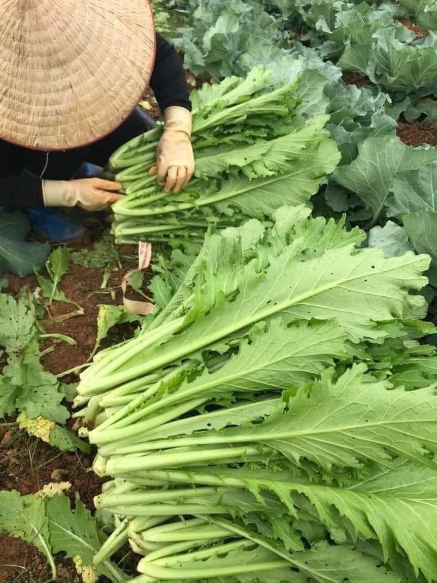 Hat Giong Cai Meo Ha Giang Mustard Seeds – Serrated Leaf – US Seller-Fast Ship
