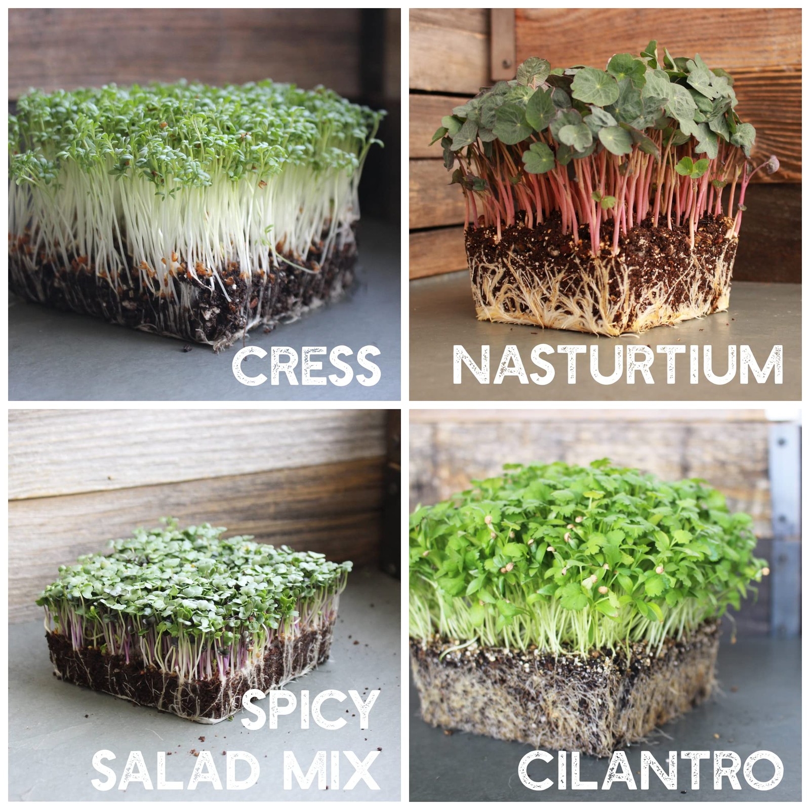 12 Variety Pack Microgreens Seeds Kit – Broccoli Seed for Sprouting Plus Purp…