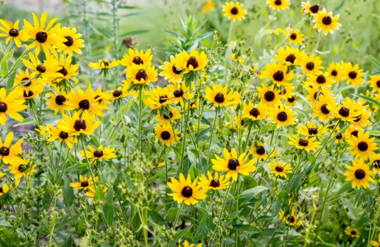  🌼Black Eye Susan 🌼25 Fresh Seeds