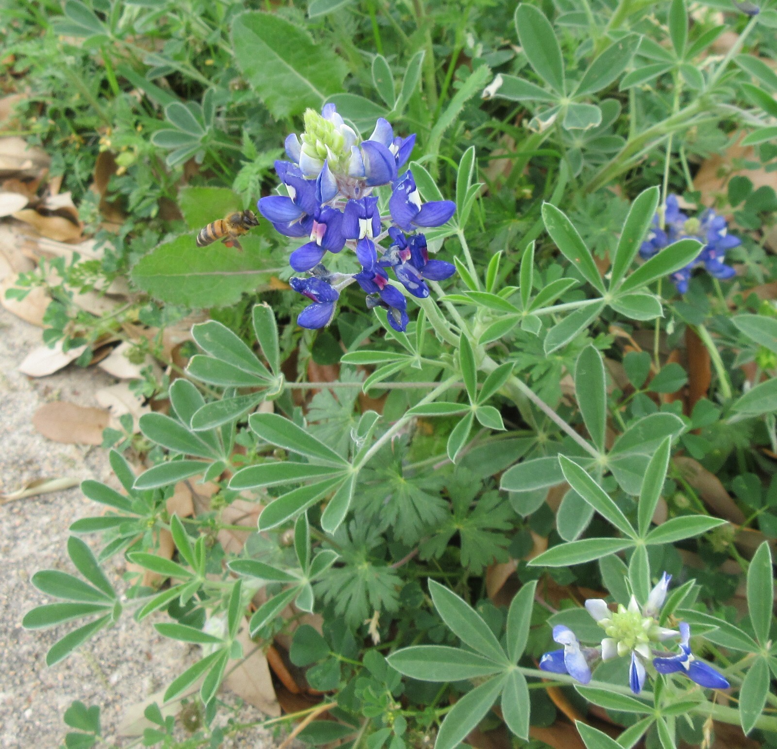 Texas Bluebonnet Seeds from Texas Because Texas (50 lupine texensis seeds)