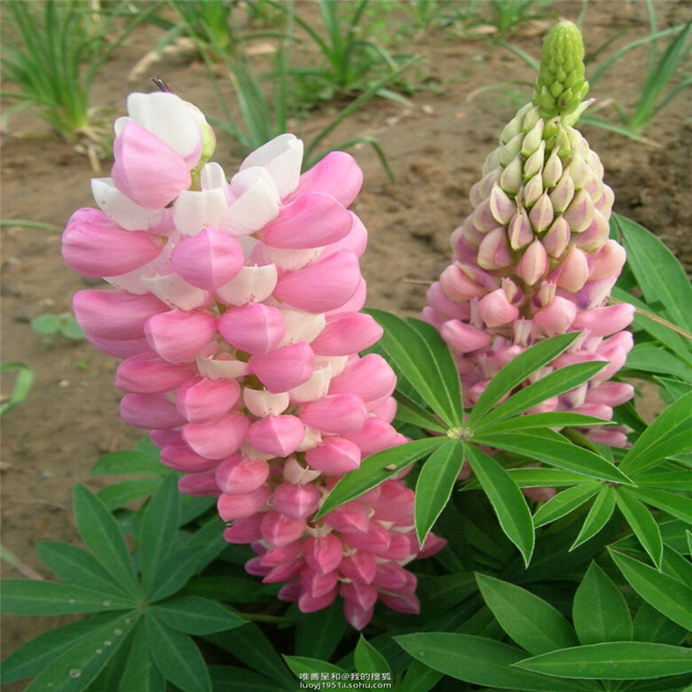 20 EXOTIC rare LUPINE SEEDS for garden flower beds plant bush USA SELLER USPS