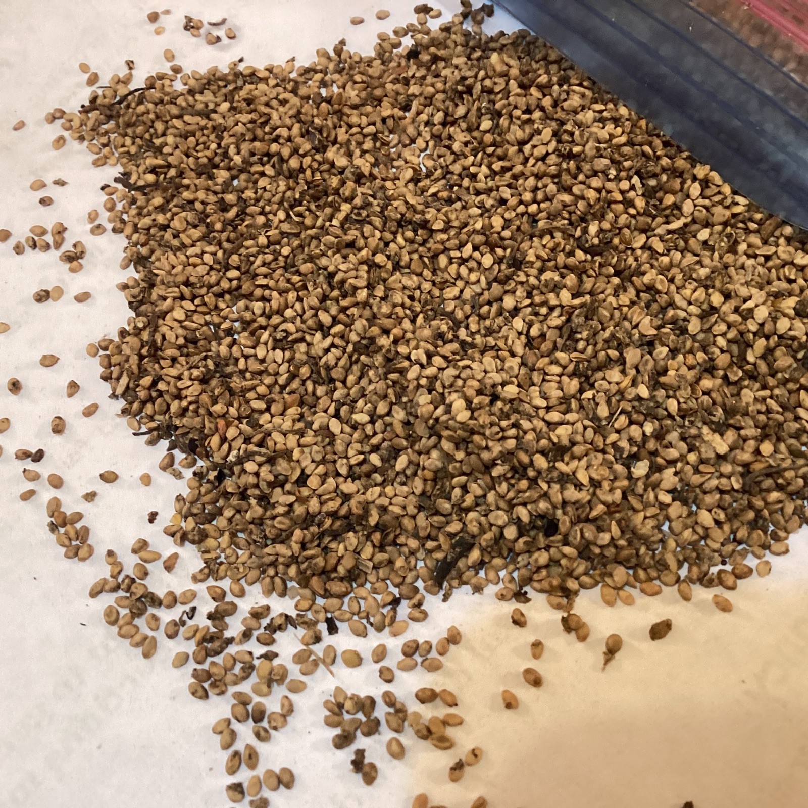 White Mulberry Tree Seeds (Morus Alba)
