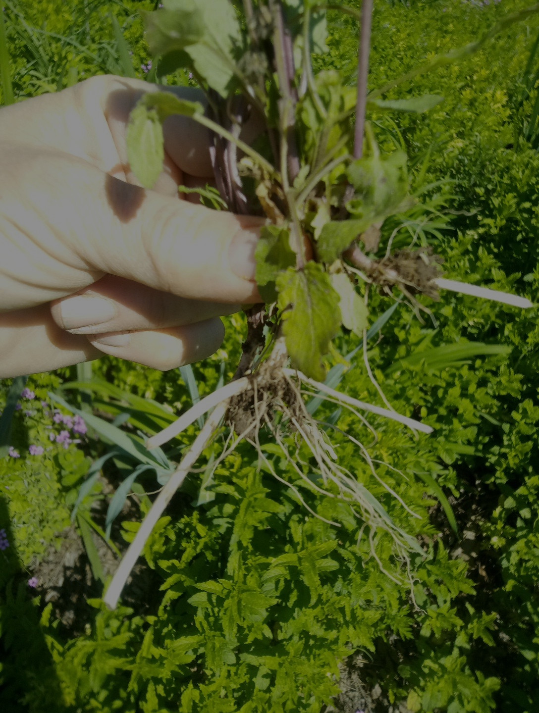 15 Florida Betony (Stachys floridana) Root Tubers- Freshly Dug & Ready To Plant
