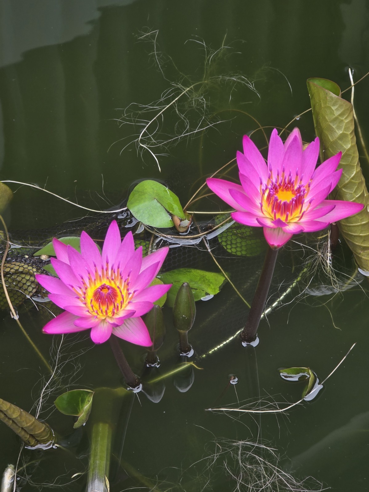 TWO Aquatic Hardy Sacred Pink Water Lily Plant FRESH Mature Rhizomes 3″- 4″
