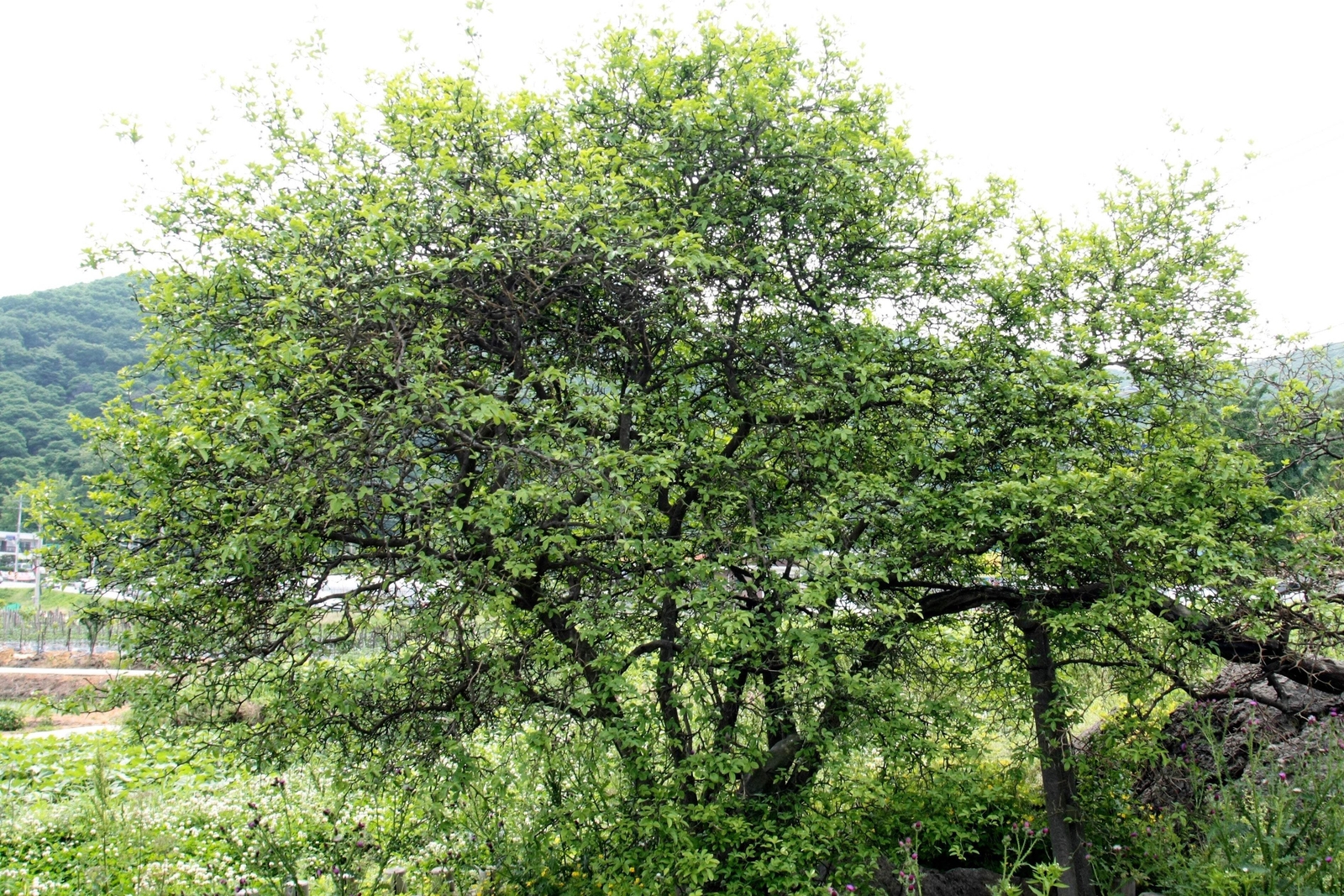 5 HARDY ORANGE TREE Trifoliate Citrus Trifoliata Poncirus Fruit Flower Seeds