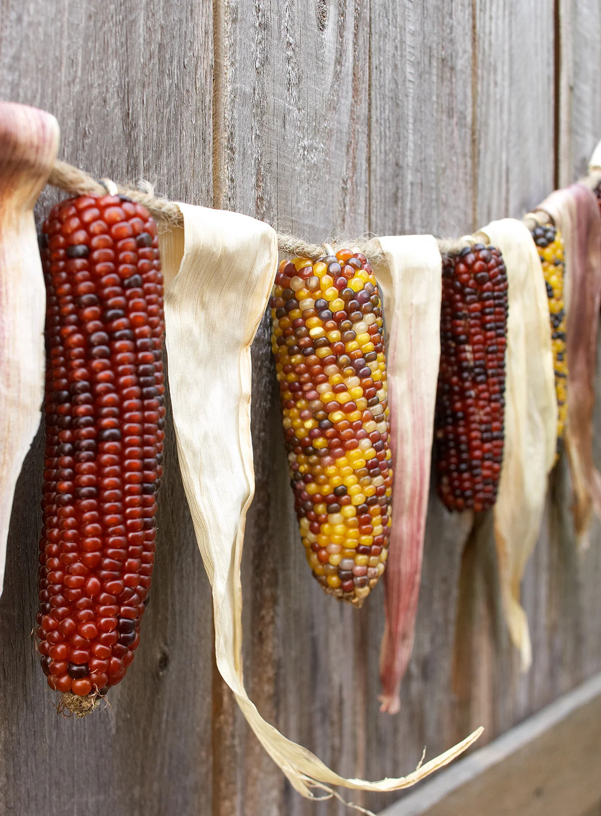 Rainbow Ornamental Corn Seeds | Multicolor Indian Dent Flint Popcorn Seed 2024
