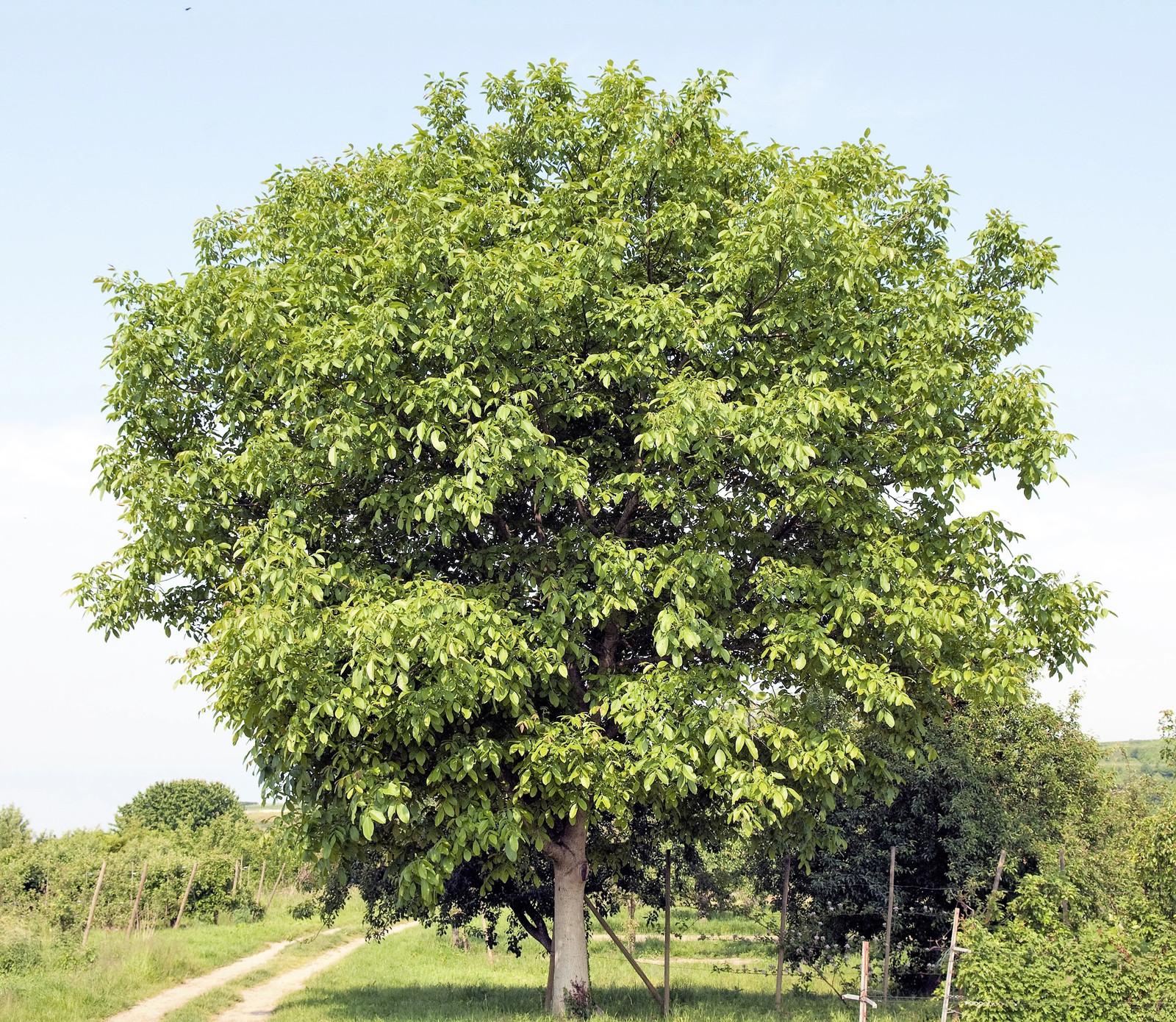 5 ENGLISH WALNUT Common Hardy Carpathian Nut Fruit Tree Juglans Regia Seeds