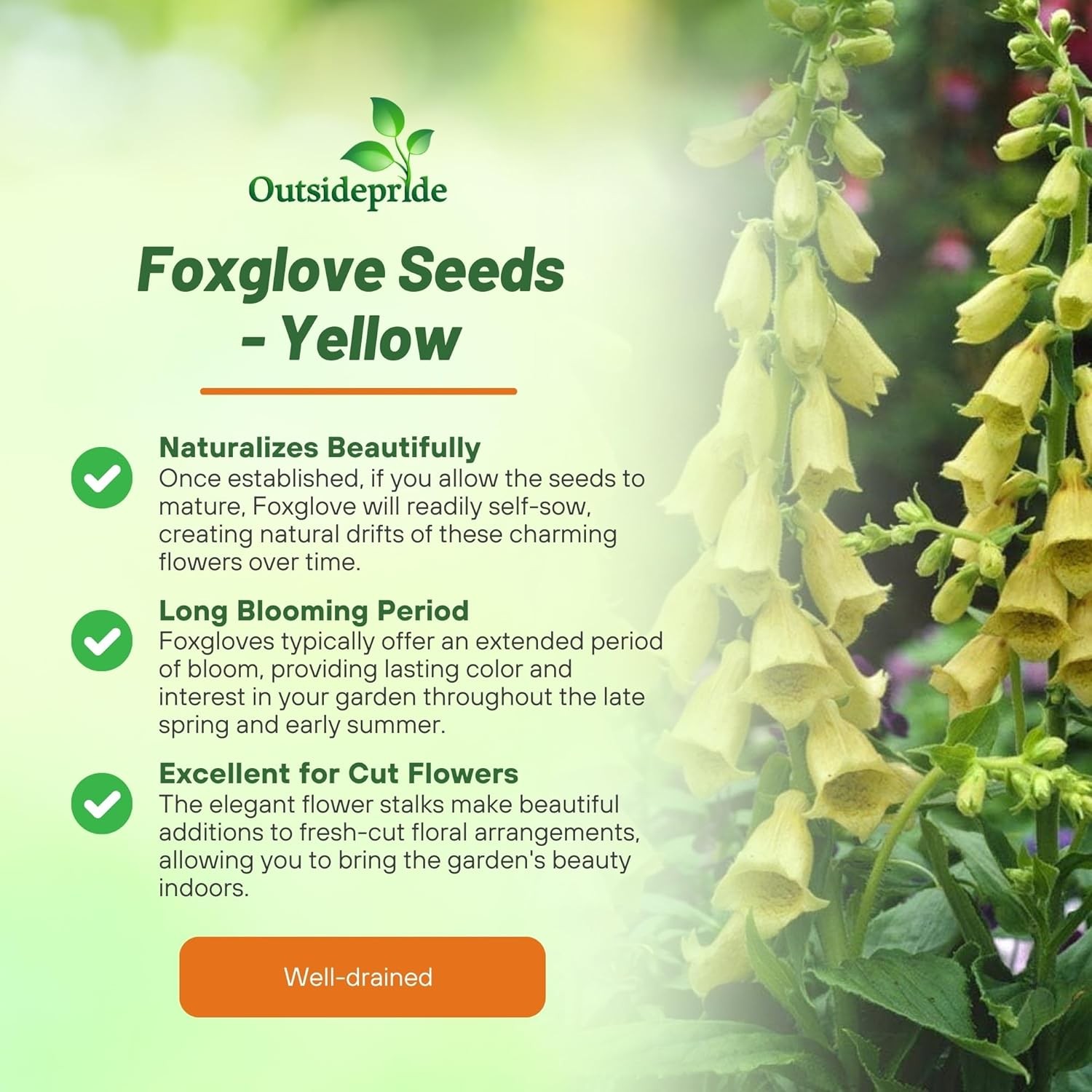 2000 seeds Foxglove Seeds – Digitalis Yellow Wildflower Seed