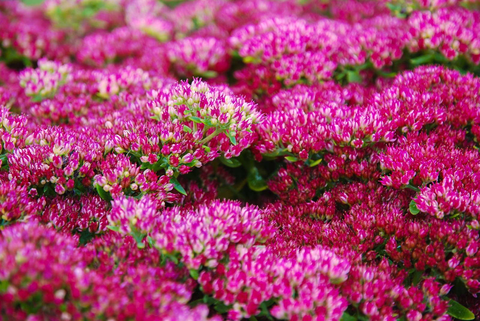 10 EMPEROR’S WAVE SEDUM Red Upright Telephium Succulent Flower Rock Garden Seeds
