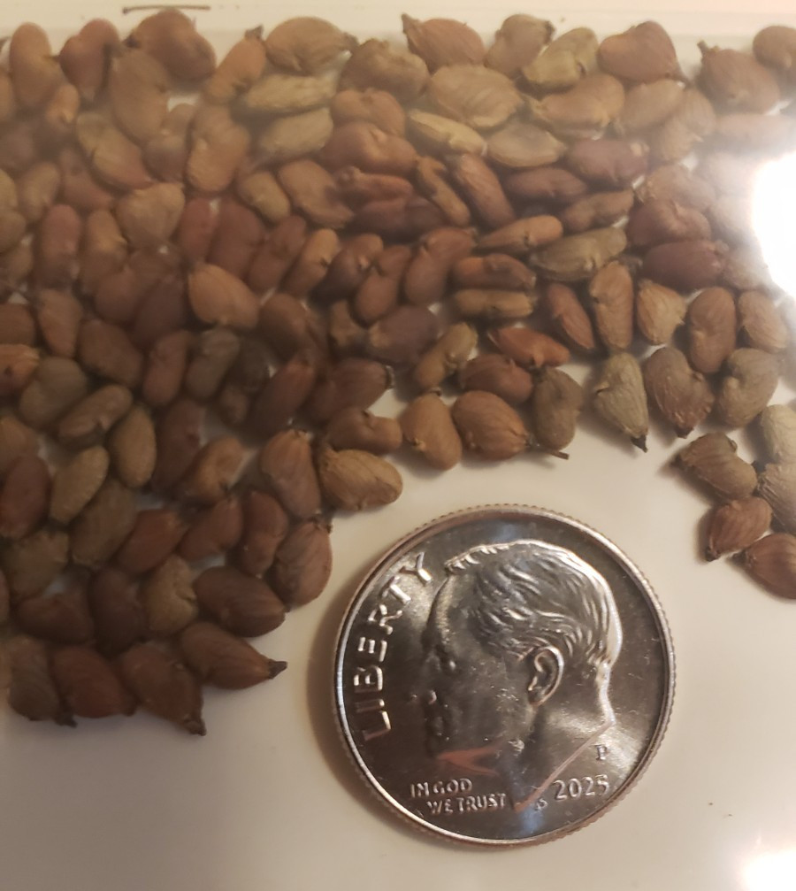 American Smoketree (Cotinus obovatus) SEEDS — 3.5 Grams = 350+ Rare Seeds