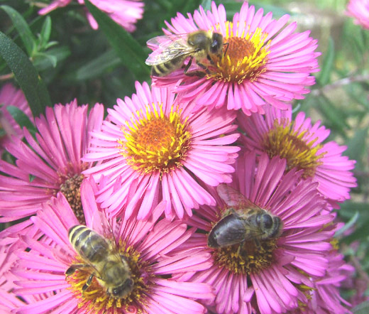 ERIGERON PINK JEWEL Erigeron Speciosus – 500 Bulk Seeds