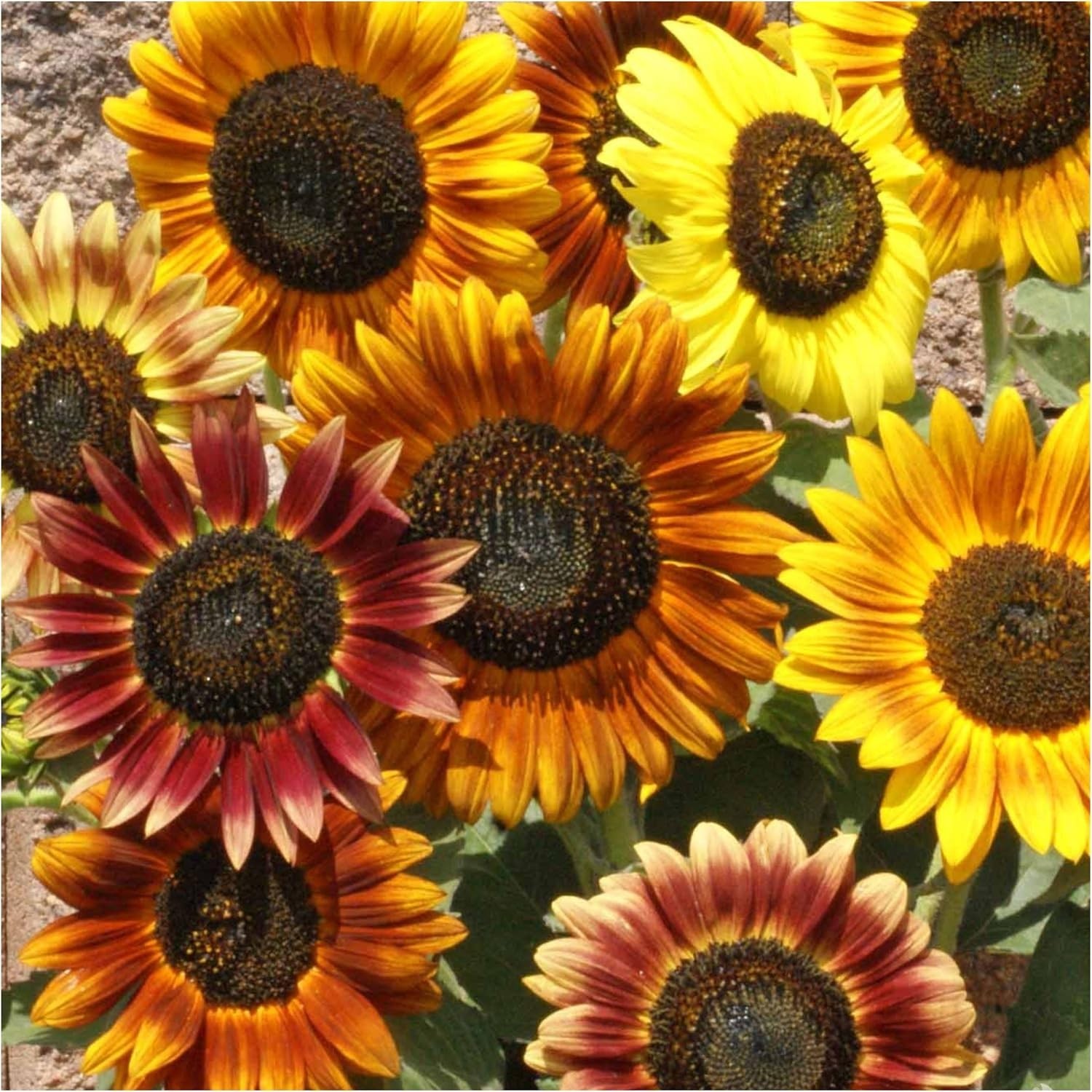Seed Needs Sunflower Seed Packet Variety Collection – 6 Unique Varieties