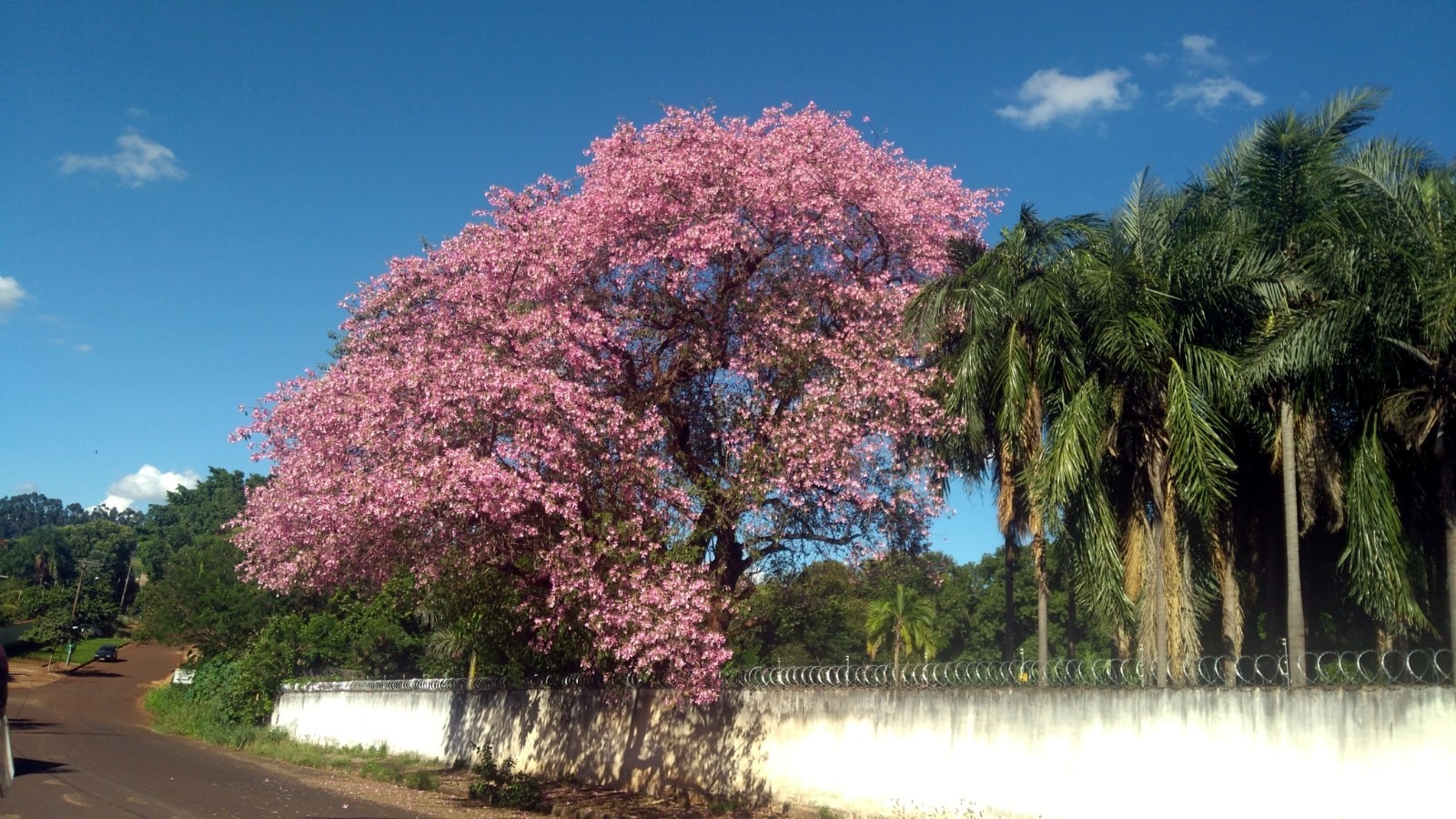 Silk Floss Tree Seeds (Ceiba speciosa) Rare Exotic Pink Flower Bottle Tree