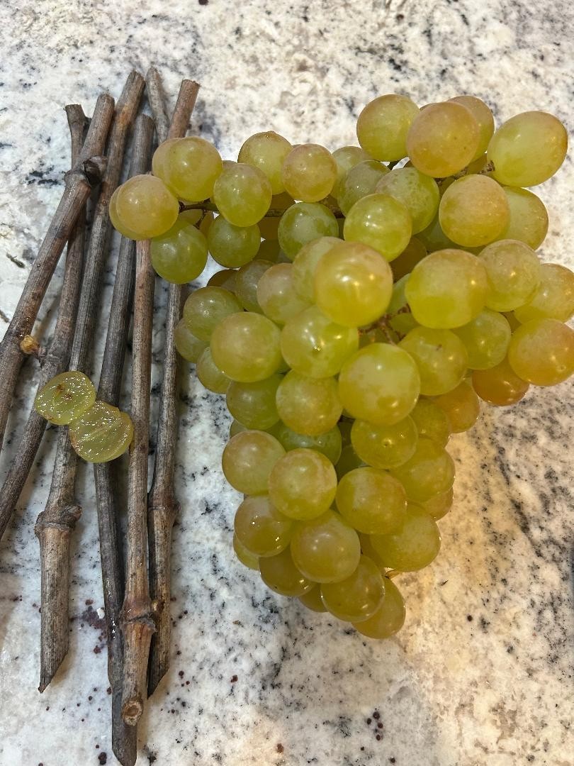 Honey Pearl grape- 3 fresh cuttings, no roots, rooting or grafting