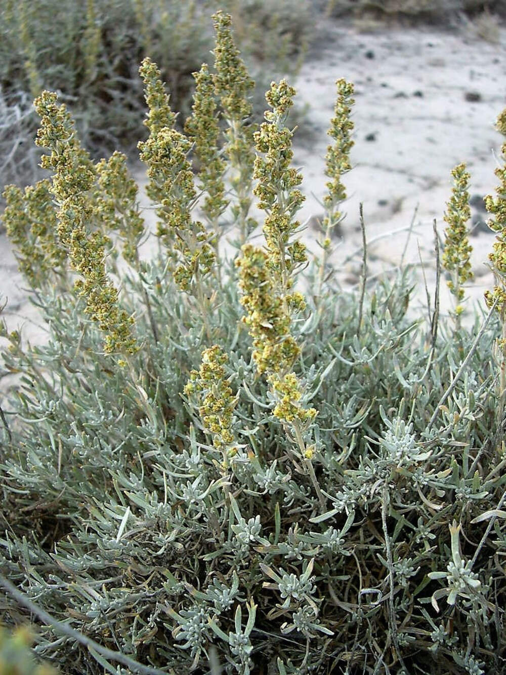 100 SILVER SAGEBRUSH Artemisia Cana Dwarf Sagebrush Wormwood Herb Flower Seeds