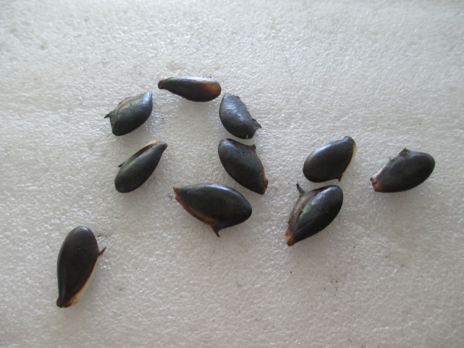 “BROWN SUGAR” SAPODIALLA SEEDS Manilkara zapota Seeds LOT OF 10 FREE SHIP