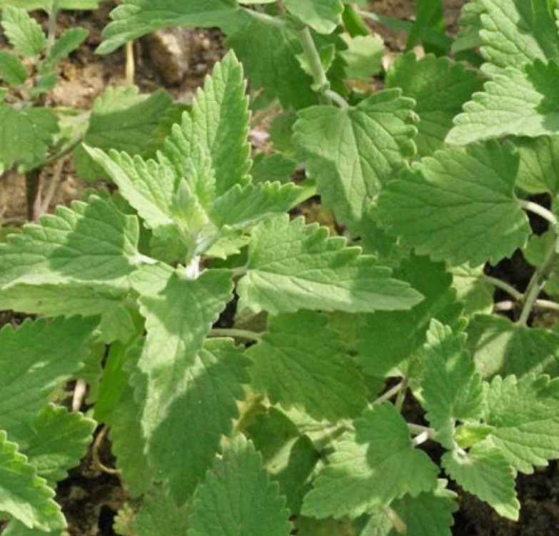 1000+ Catnip Seeds **Fresh Seeds** ~~Free Shipping~~