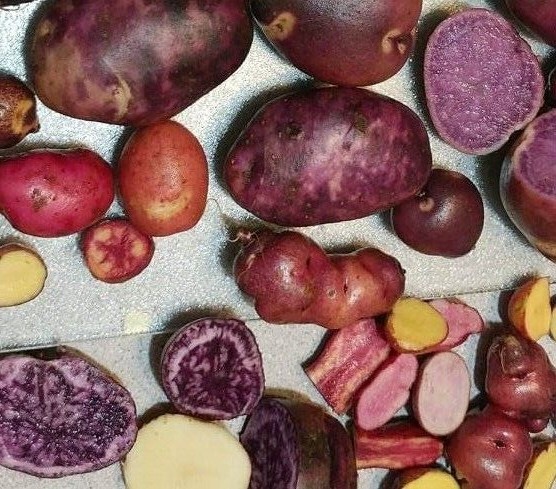 Very Rare True Potato Seeds TPS Purple Majesty Reds Blue Color Mix Potato Berry