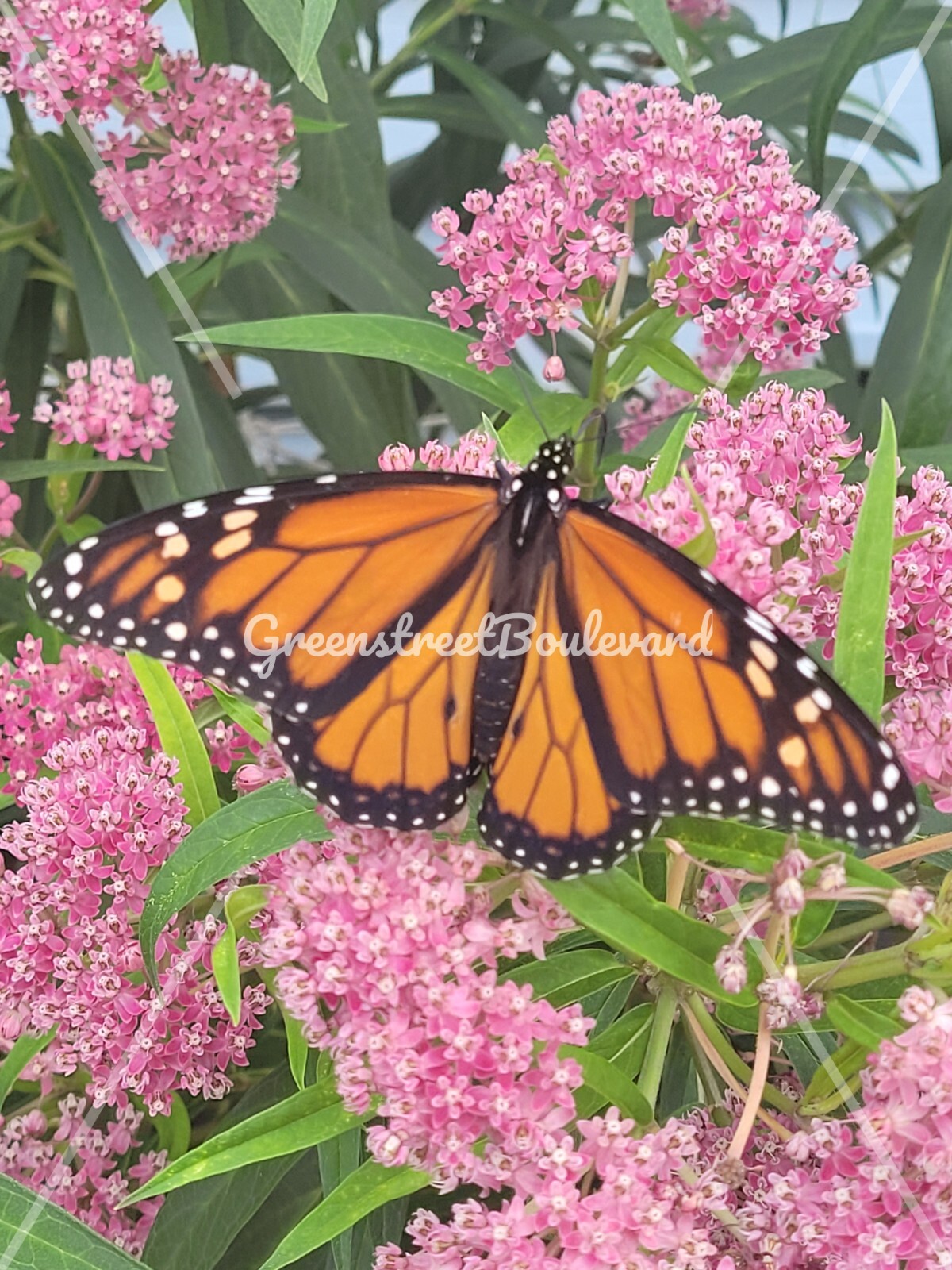 50 Seeds-Asclepias incarnata Swamp Milkweed ‘Cinderella’ Perennial in Zones 3-9