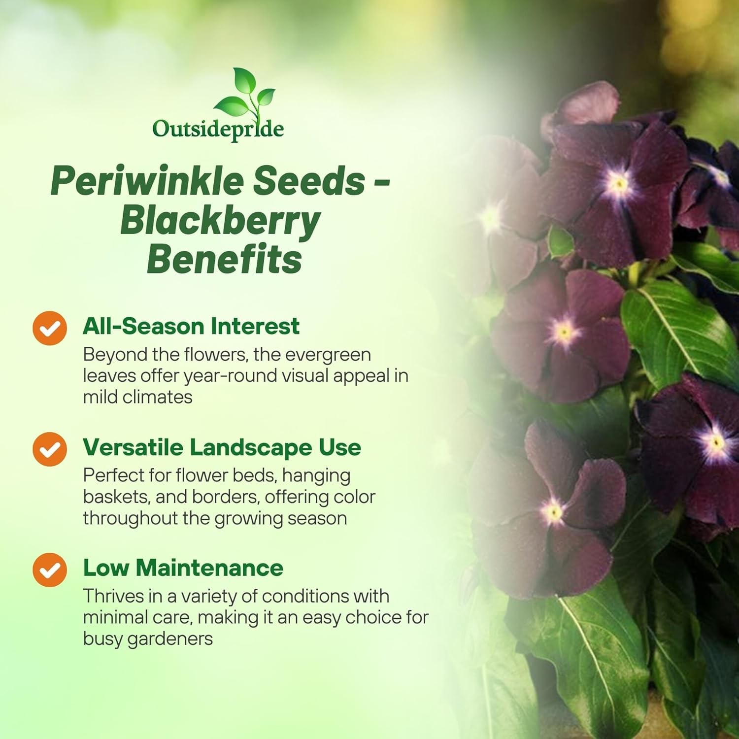 100 Seeds Dark Purple Periwinkle Vinca Seeds For Planting – Flower Seeds