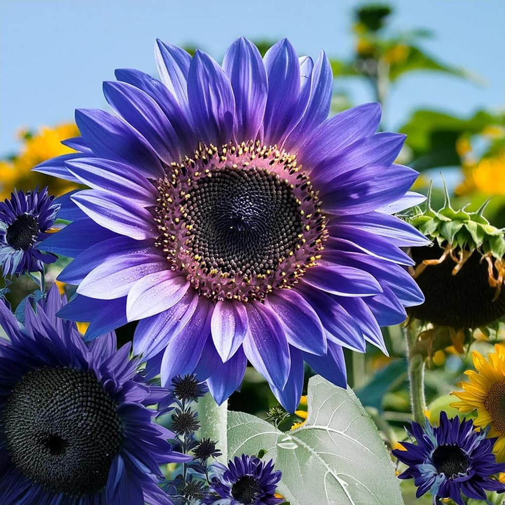 Multi-Colored Sunflower Seeds for Planting,100+ Rare Sunflower Seeds to Plant No