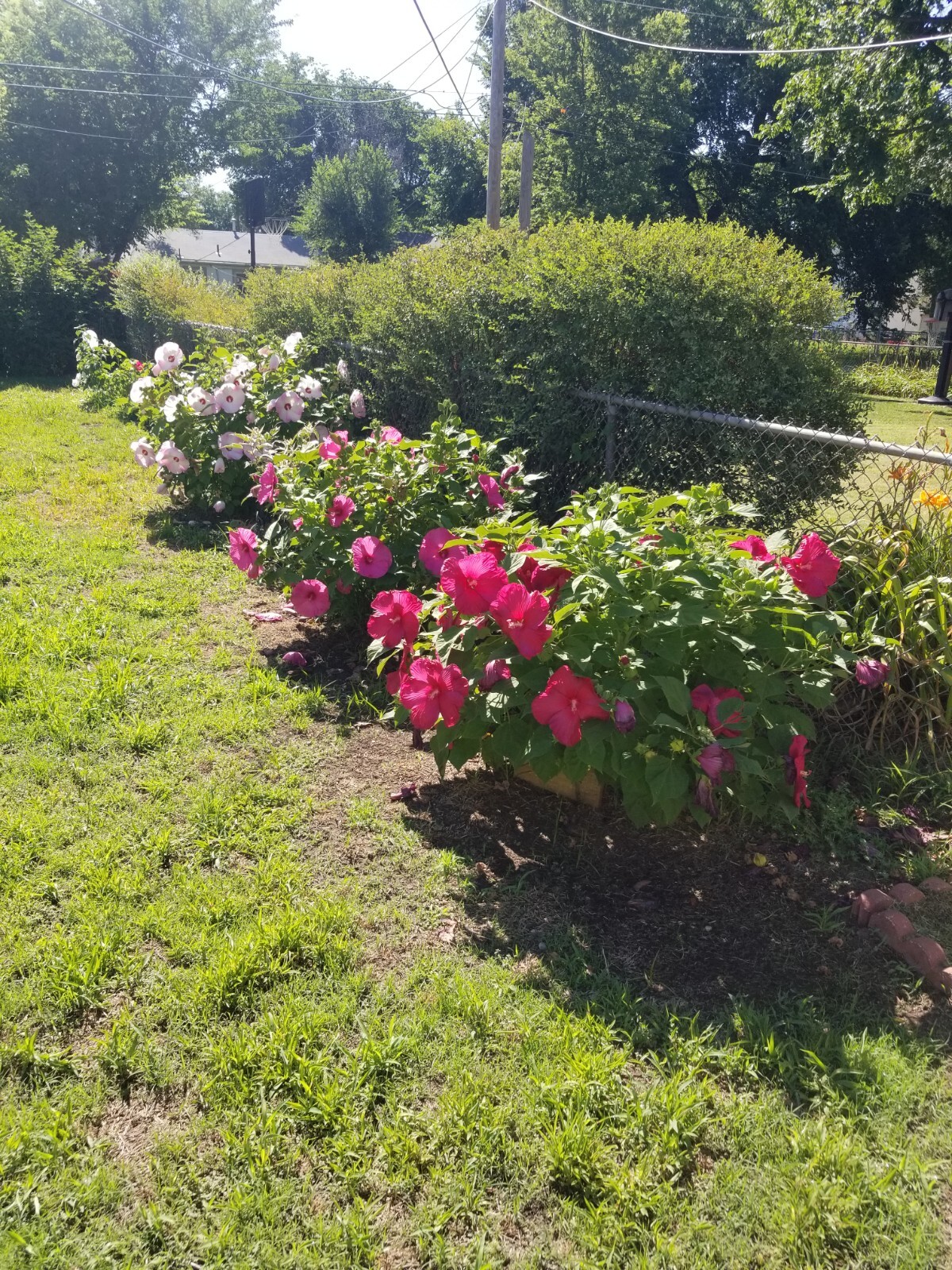 Luna Red Hardy Hibiscus PRE-STRATIFIED 25 Seeds Free Shipping.