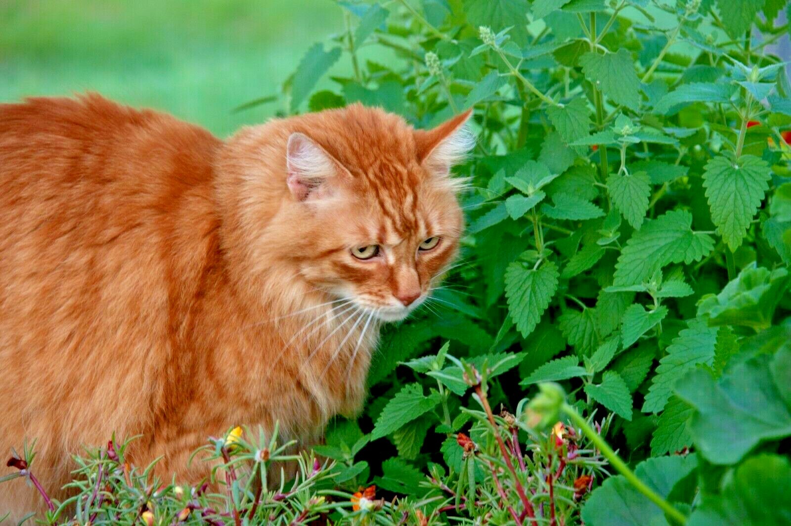 1000+ CATNIP SEEDS PERENNIAL SPRING MOSQUITO BUG REPELLING NON-GMO HEIRLOOM HERB