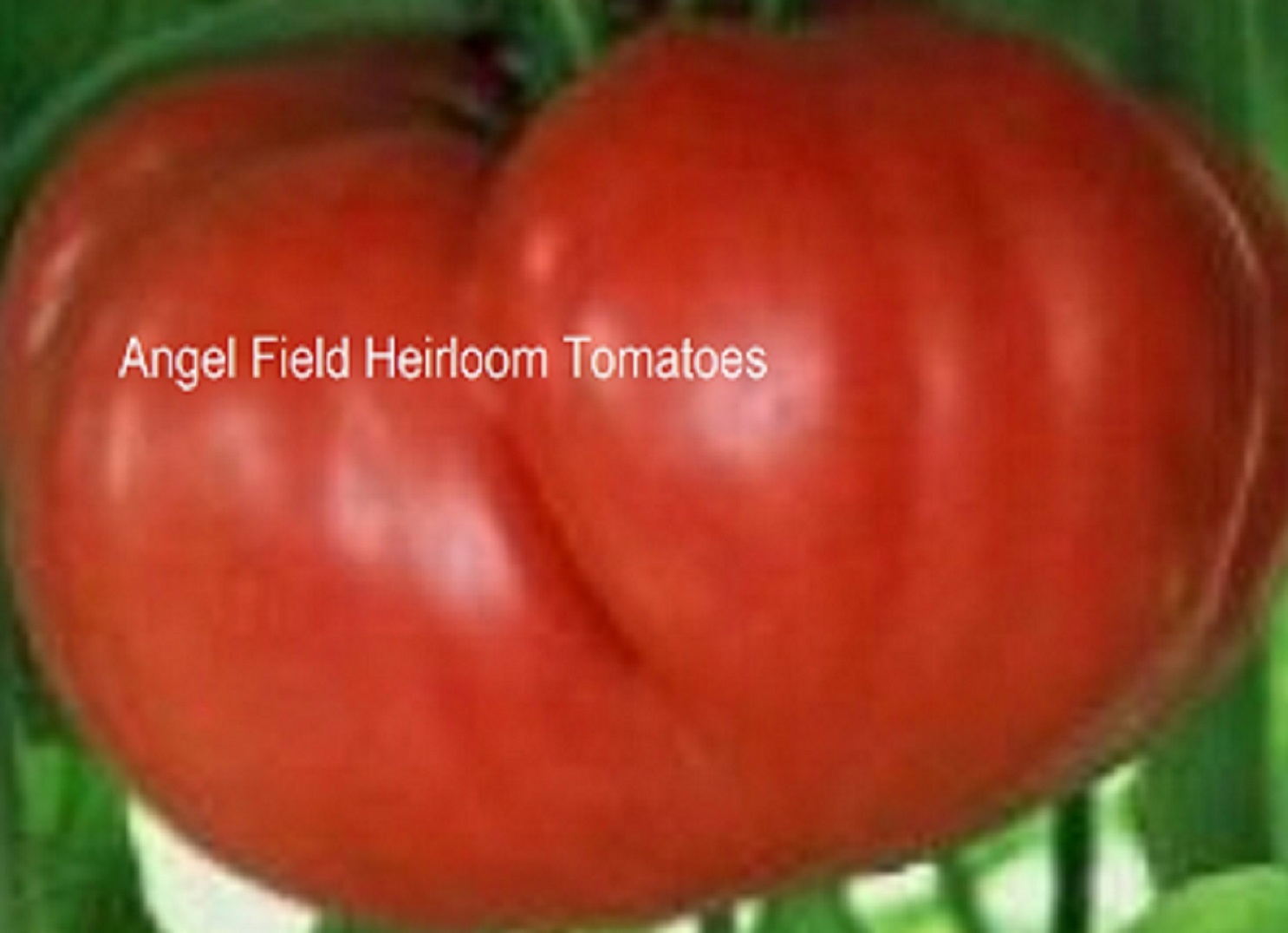 40 Crnkovic Yugoslavian Heirloom Tomato Seeds & 10 Winter Squash Seeds