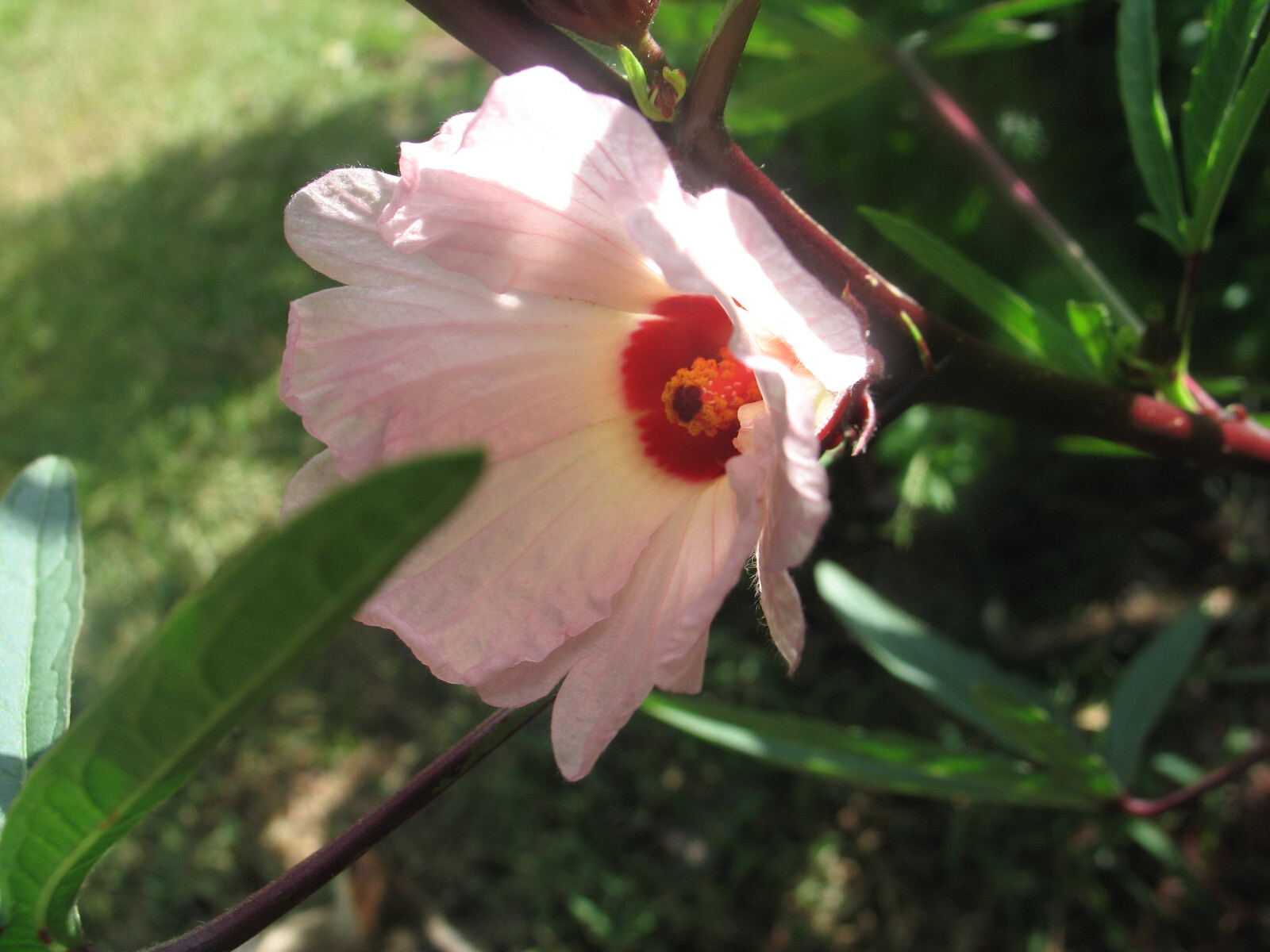 Hibiscus sabdariffa Jamaican Purple Sorrell 10 seeds
