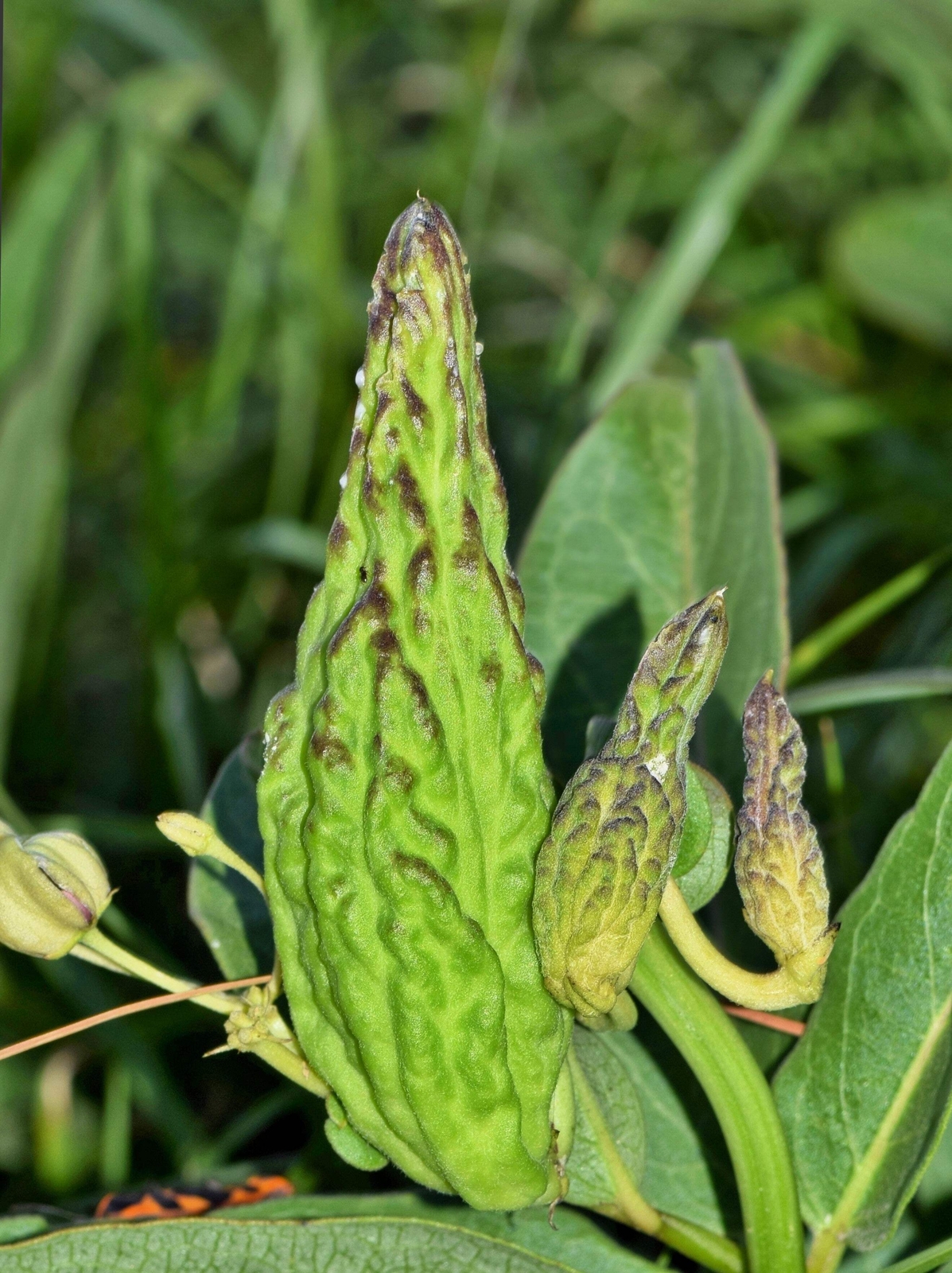 20 Green SPIDER MILKWEED Asclepias Viridis White Purple Monarch Flower Seeds