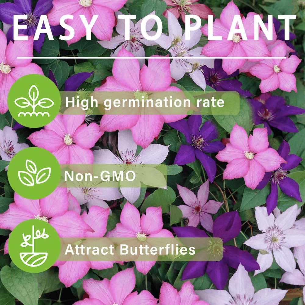 200+Perennial Mixed Clematis Vine Flower Seeds for Planting