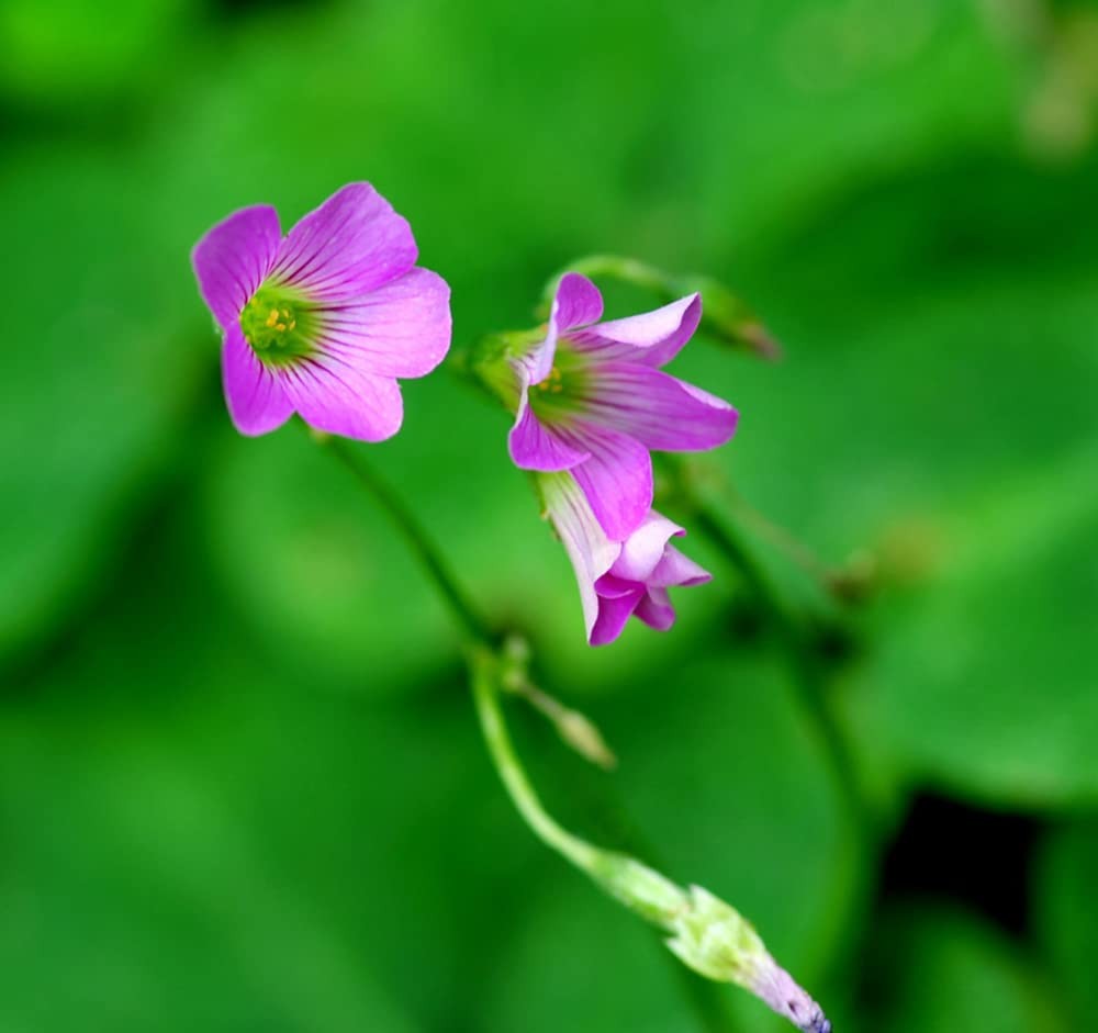 Green Shamrock Bulbs 15 Luck Oxalis to Plant, Easy