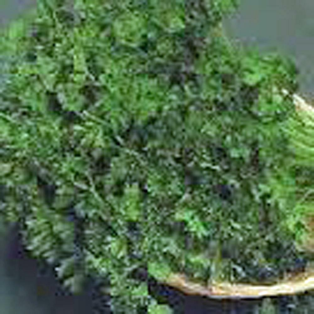 PARSLEY SEED,DARK GREEN ITALIAN GREEN , HEIRLOOM, NON GMO, 50+ SEEDS,