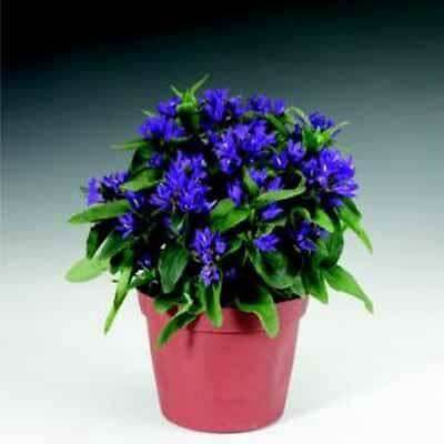 Campanula glomerata Bellefleur Blue 250 seeds