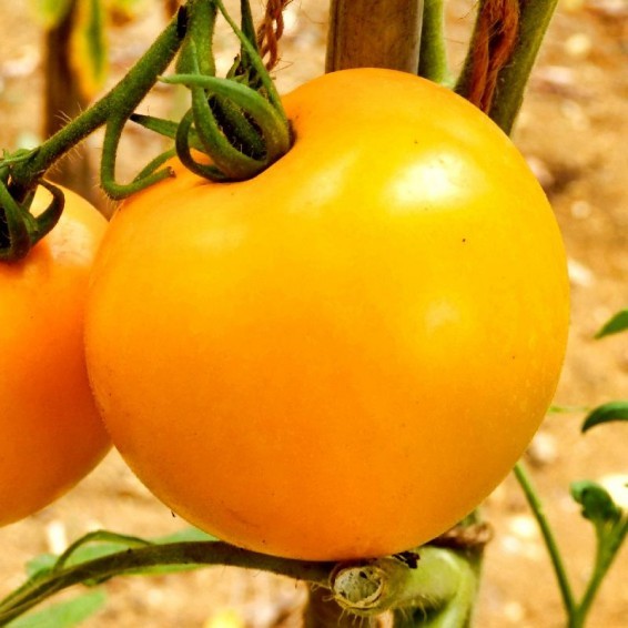 Golden Jubilee Tomato, Lycopersicon esculentum. 50 Seeds Free Shipping!